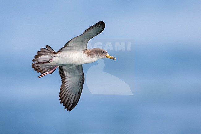 Vliegende Scopoli's Pijlstormvogel; Scopoli's Shearwater in flight stock-image by Agami/Daniele Occhiato,