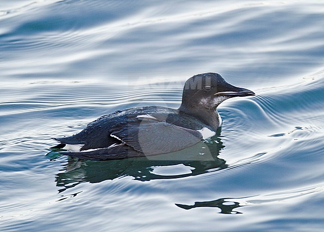 First-winter Thick-billed Murre (Uria lomvia) swimming in Portland Harbour, Dorset, England. Also known as Brunnich's Guillemot. stock-image by Agami/Steve Gantlett,
