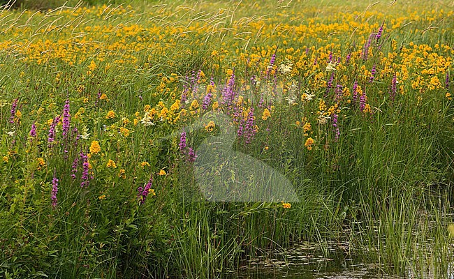 De Oude Venen, Friesland, The Netherlands stock-image by Agami/Jacques van der Neut,