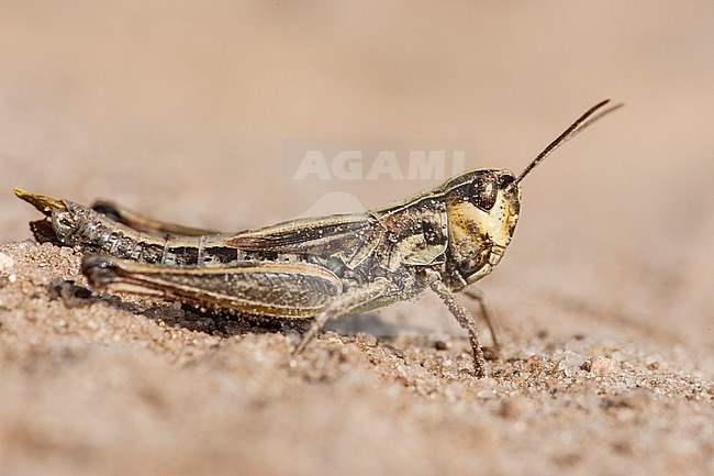 Meadow grasshopper, Krasser, Pseudochorthippus parallelus stock-image by Agami/Wil Leurs,
