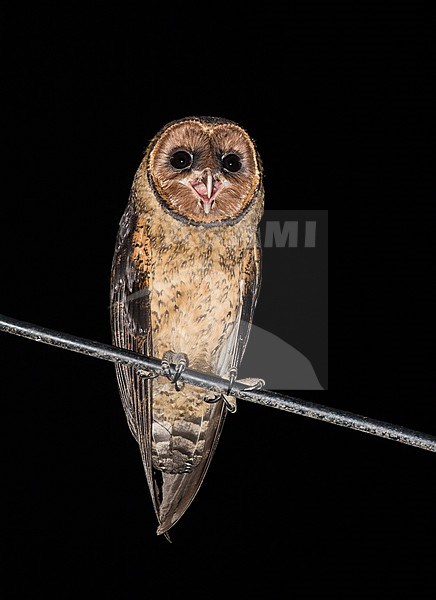 Lesser Antillean Barn Owl (Tyto alba insularis) in the Lesser Antilles. A dark local subspecies perched in a urban area. stock-image by Agami/Pete Morris,