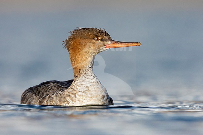 Red-breasted Merganser (Mergus serrator),  front view of a female-like bird swimming, Campania, Italy stock-image by Agami/Saverio Gatto,