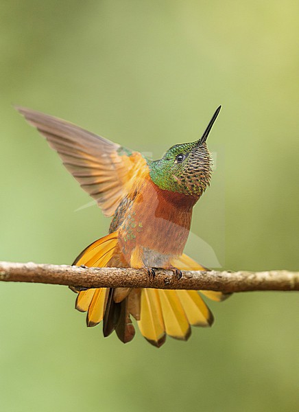 Chestnut-breasted Coronet (Boissonneaua matthewsii) perched on a branch while stretching wings and tail in Cusco, Peru, South-America. stock-image by Agami/Steve Sánchez,