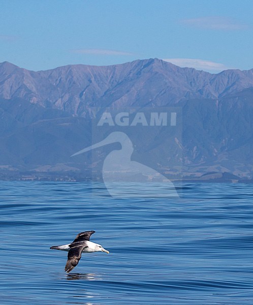 White-capped Albatross (Thalassarche steadi) gliding low over the pacific ocean surface off Kaikoura, South Island, New Zealand. Coast seen in the background. stock-image by Agami/Marc Guyt,