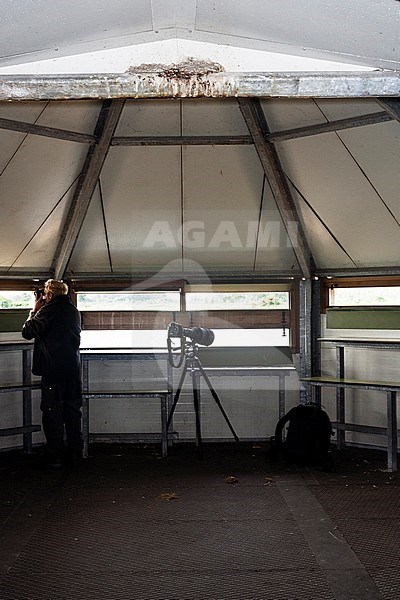 Man met verrekijker staand in vogelkijkhut; Man with binoculars standing in bird hide stock-image by Agami/Marc Guyt,