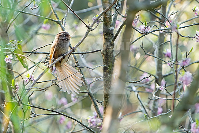 Brown Parrotbill, Paradoxornis unicolor, in Nepal. Also known as Brown suthora. stock-image by Agami/Dani Lopez-Velasco,
