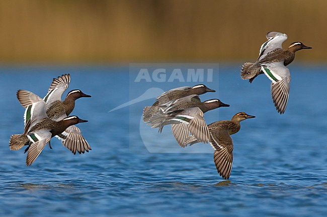 Groep Zomertalingen in de vlucht; Flock of Garganey in flight stock-image by Agami/Daniele Occhiato,