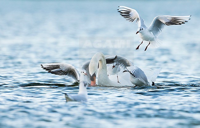 Common Black-headed Gull (Croicocephalus ridibundus) fighting for food with a Mute Swan, Germany stock-image by Agami/Ralph Martin,