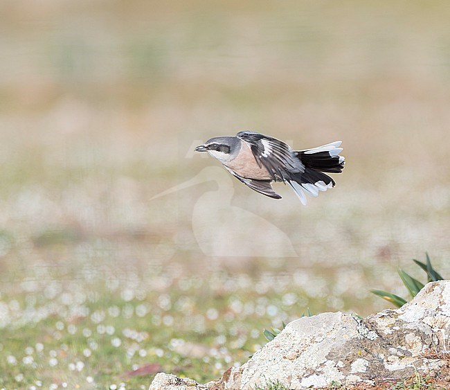 Iberian Grey Shrike (Lanius meridionalis) in Spain. stock-image by Agami/Marc Guyt,
