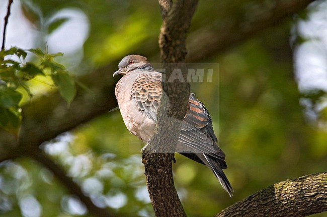 Oriental Turtle-Dove adult perched in a tree; Oosterse Tortel volwassen zittend in een boom stock-image by Agami/Marc Guyt,