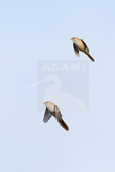 female bearded reedling (Panurus biarmicus) in flight, found at Fehmarn at the Baltic Sea in Germany stock-image by Agami/Mathias Putze,
