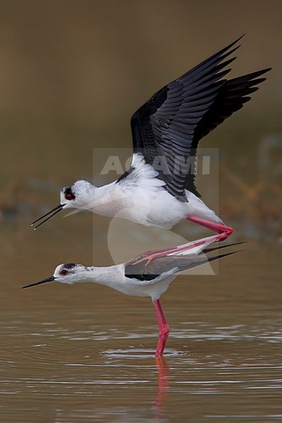 Steltkluut  parend in water; Black-winged Stilt mating in water stock-image by Agami/Daniele Occhiato,