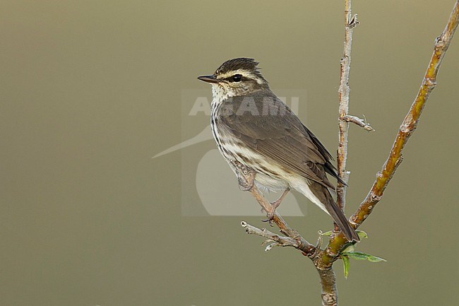 Adult Northern Waterthrush (Parkesia noveboracensis) perched on a small branch on Seward Peninsula, Alaska, United States. stock-image by Agami/Brian E Small,