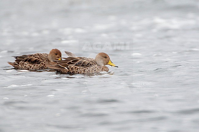 Pair of Yellow-billed Pintails (Anas georgica) swimming in an andean lake at Antisana in Ecuador. stock-image by Agami/Marc Guyt,