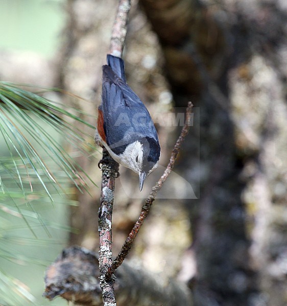 White-cheeked Nuthatch (Sitta leucopsis) in montane forest in northern India. stock-image by Agami/James Eaton,