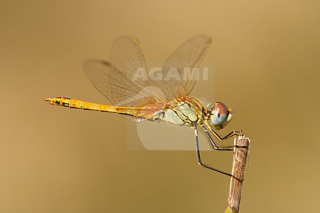 Zwervende heidelibel; Red-veined darter; stock-image by Agami/Walter Soestbergen,