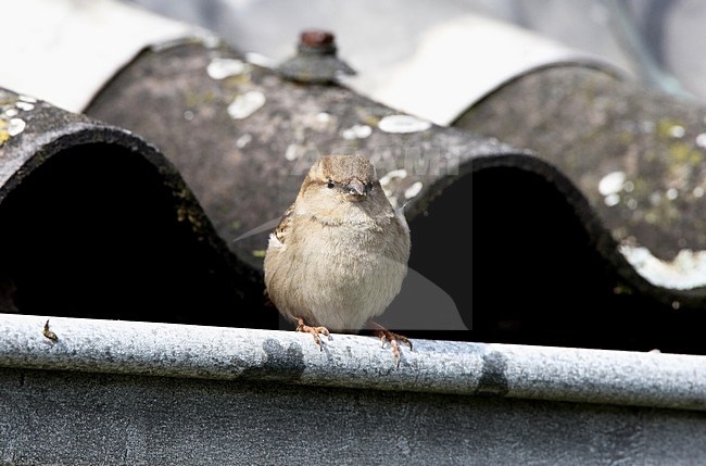 Huismus vrouwtje in dakgoot; House Sparrow female in gutter stock-image by Agami/Roy de Haas,