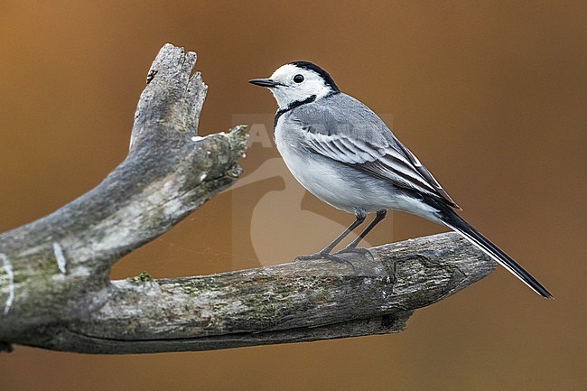 White Wagtail (Motacilla alba) perched on a branch in Italy. stock-image by Agami/Daniele Occhiato,