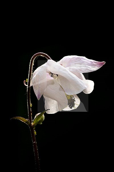 Columbine flowers stock-image by Agami/Wil Leurs,
