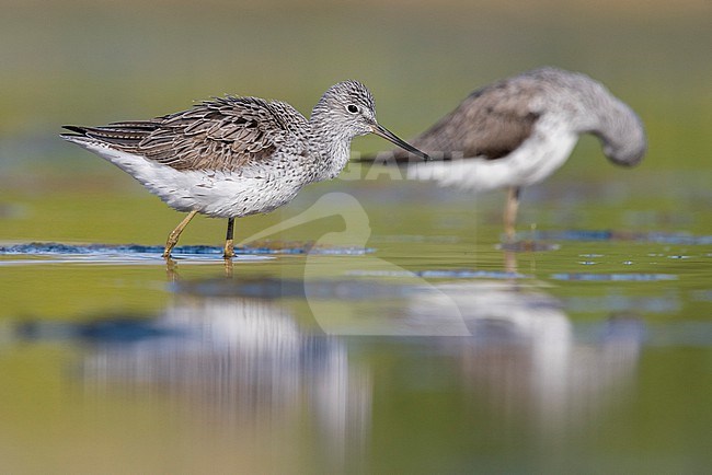 Greenshank (Tringa nebularia), two adults standing in the water, Campania, Italy stock-image by Agami/Saverio Gatto,