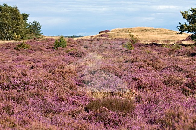 Bloeiende hei op het Kootwijderzand, Flowering heath at Kootwijkerzand stock-image by Agami/Marc Guyt,