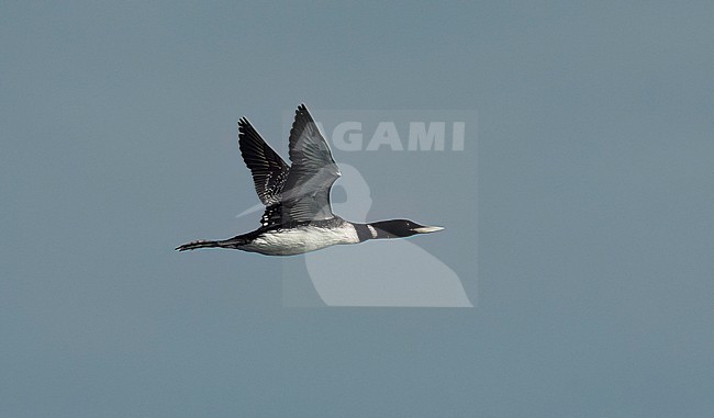 Side view of an adult Yellow-billed Loon (Gavia adamsii) in flight. Raised wings stock-image by Agami/Markku Rantala,