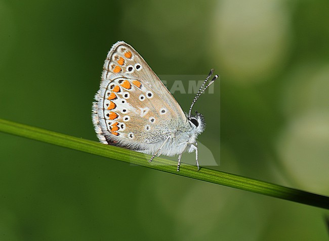 Mountain Argus  (Aricia artaxerxes allous)  stock-image by Agami/Aurélien Audevard,