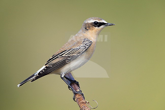 Northern Wheatear (Oenanthe oenanthe), side view of a male in autumn perched on a branch, Campania, Italy stock-image by Agami/Saverio Gatto,