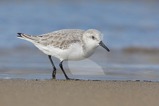 Sanderling (Calidris alba), side view of an adult in winter plumage standing on the sand, Campania, Italy stock-image by Agami/Saverio Gatto,