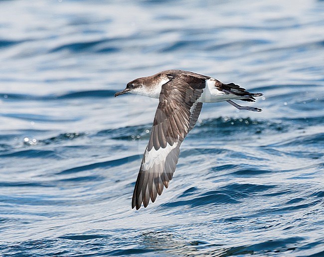 Manx Shearwater (Puffinus puffinus) in flight over the Atlantic ocean off Cornwall in England during late summer. Banking away after take off. stock-image by Agami/Marc Guyt,