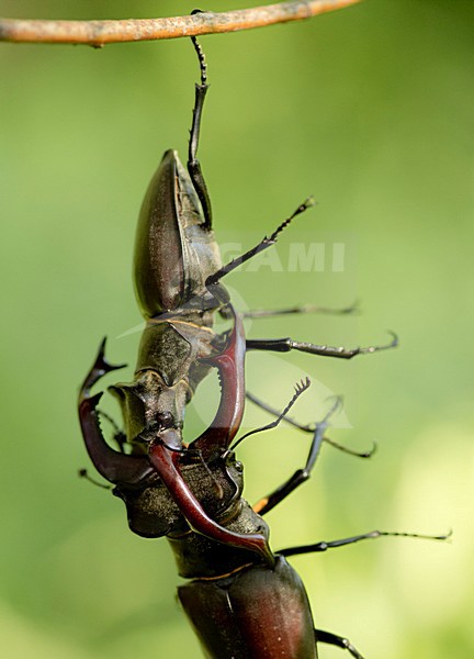 Vechtende Vliegend hert mannetjes, Fighting males Stag beetle stock-image by Agami/Rob de Jong,