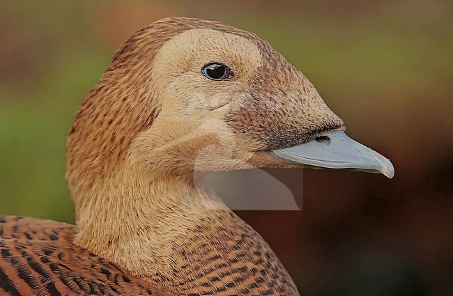 Spectacled Eider (Somateria fischeri), adult female in captivity stock-image by Agami/Fred Visscher,