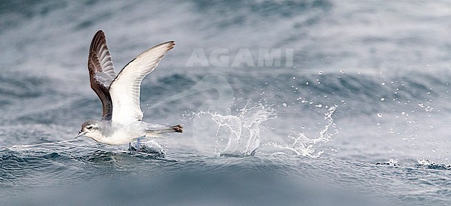 Fairy Prion (Pachyptila turtur) flying over the ocean off the coast of Kaikoura in New Zealand. Foraging in flight over slick made by chum during a chumming session. stock-image by Agami/Marc Guyt,
