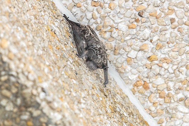 Particoloured Bat (Vespertilio murinus) hanged on a facade of a building in a busy street in Koksijde, West Flanders, Belgium. stock-image by Agami/Vincent Legrand,