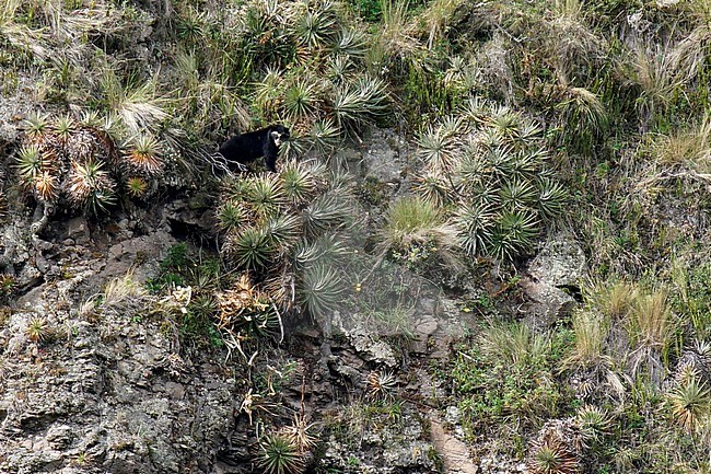 Spectacled bear (Tremarctos ornatus), also known as the Andean bear or Andean short-faced bear, in highlands of Ecudaor.
Locally as jukumari (Aymara), ukumari (Quechua) or ukuku. stock-image by Agami/Dani Lopez-Velasco,