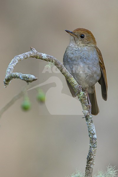 Russet Nightingale-Thrush (Catharus occidentalis) in mexico stock-image by Agami/Dubi Shapiro,