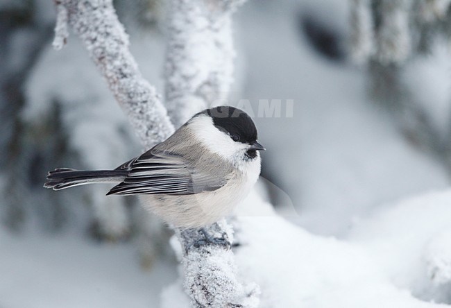 Matkop in de winter; Willow Tit in winter stock-image by Agami/Markus Varesvuo,