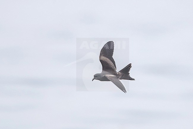 Tristram's storm petrel, Hydrobates tristrami, at sea off Japan. stock-image by Agami/Yann Muzika,