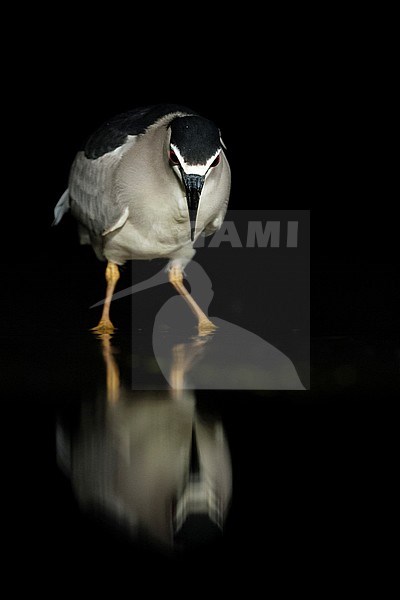 Kwak jagend in water; Black-crowned Night Heron hunting in water stock-image by Agami/Marc Guyt,