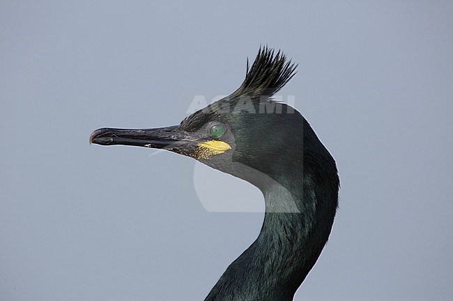 European Shag, Kuifaalscholver, Phalacrocorax aristotelis stock-image by Agami/Arie Ouwerkerk,