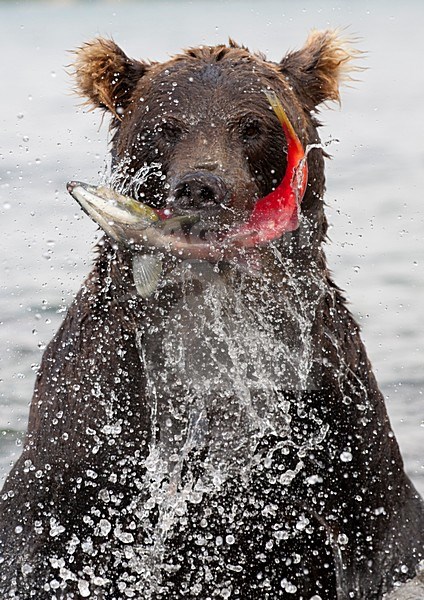 Kamtsjatkabeer met zalm, Kamchatka Brown Bear with salmon stock-image by Agami/Sergey Gorshkov,