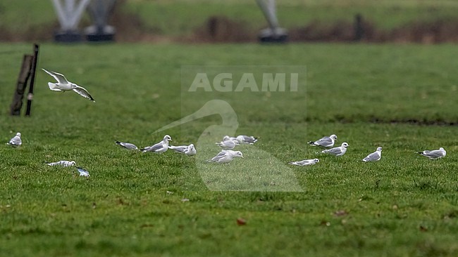 first winter Ring-billed Gull (Larus delawarensis) sitting on a grass field in Kontich, Antwerp, Belgium. stock-image by Agami/Vincent Legrand,