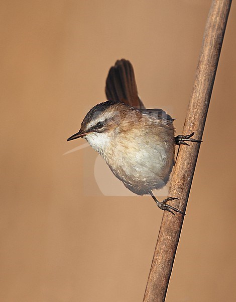 Moustached Warbler (Acrocephalus melanopogon) adult taken the 16/01/2024 at Laguna del Taray - Tolede  - Spain stock-image by Agami/Aurélien Audevard,