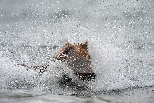 Kamchatka Brown Bear, Kamtsjatkabeer, Ursus arctos beringianus stock-image by Agami/Sergey Gorshkov,