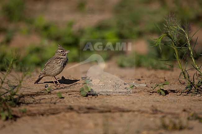 Singing Crested Lark (Galerida cristata, ssp. christata) perching on ground on a fallow land stock-image by Agami/Mathias Putze,