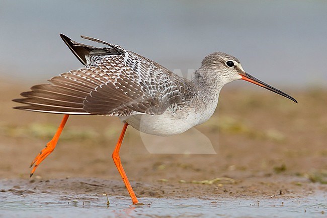 Spotted Redshank (Tringa erythropus), adult in winter plumage stretching a wing, Campania, Italy stock-image by Agami/Saverio Gatto,