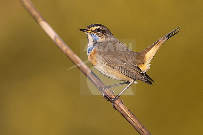 Bluethroat, Luscinia svecica, during winter in Italy. stock-image by Agami/Daniele Occhiato,