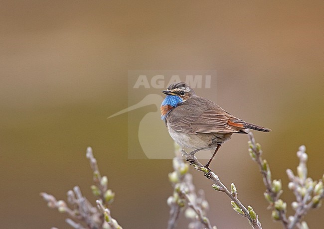 Red-spotted Bluethroat, Luscinia svecic stock-image by Agami/Jari Peltomäki,