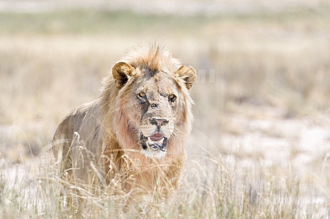 Leeuw portrait van mannetje Etosha NP Namibie, Lion portret of male Etosha NP Namibia stock-image by Agami/Wil Leurs,