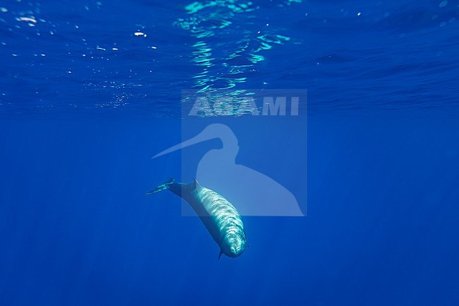 Cuvier's Beaked Whale (Ziphius cavirostris) swimming along our boat stock-image by Agami/Vincent Legrand,